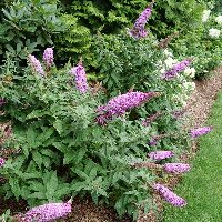 Buddleia Pugster Pinker® -Ship Only