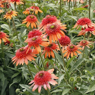 Echinacea CARA MIA™ 'Coral' -Ship Only
