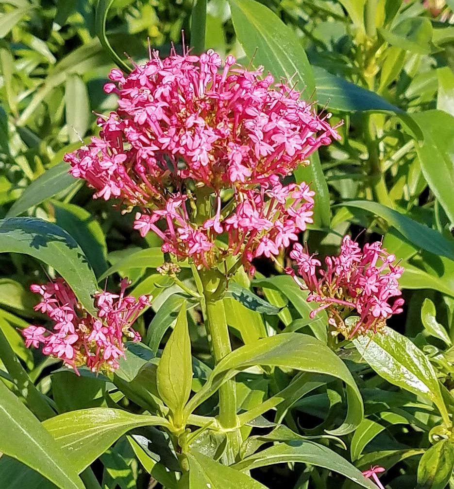 Centranthus ruber 'Coccineus' -Ship Only