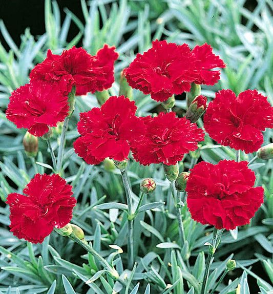 Dianthus 'Frosty Fire' -Ship Only