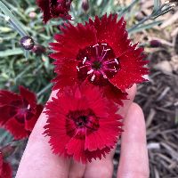 Dianthus Star Single™ Fire Star Improved -Ship Only