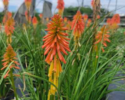 Kniphofia 'Papaya Popsicle' -Ship Only