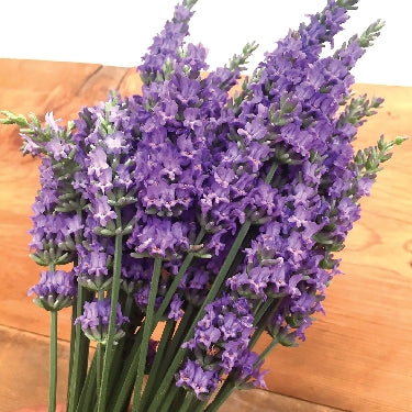 Lavandula Sensational!® -Ship Only