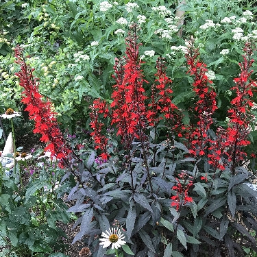 Lobelia 'Black Truffle' -Ship Only