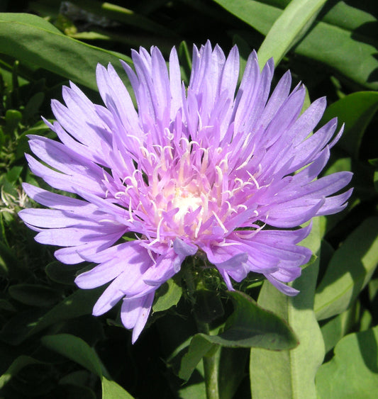 Stokesia l. 'Colorwheel' -Ship Only