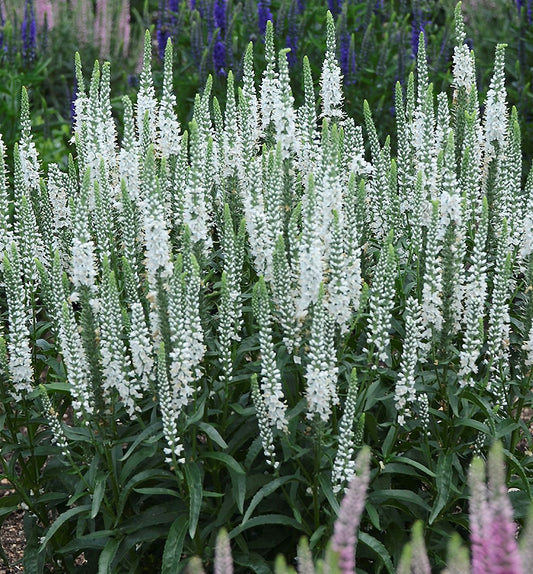 Veronica Magic Show® 'White Wands' -Ship Only