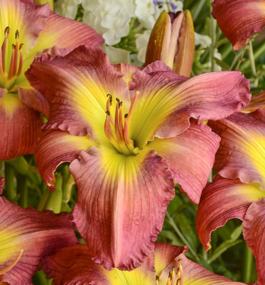 Hemerocallis 'Garden Show' -Ship Only