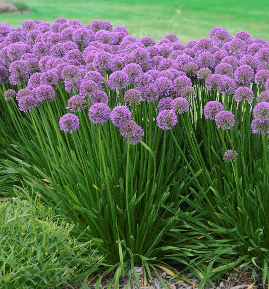 Allium 'Millenium' -Ship Only