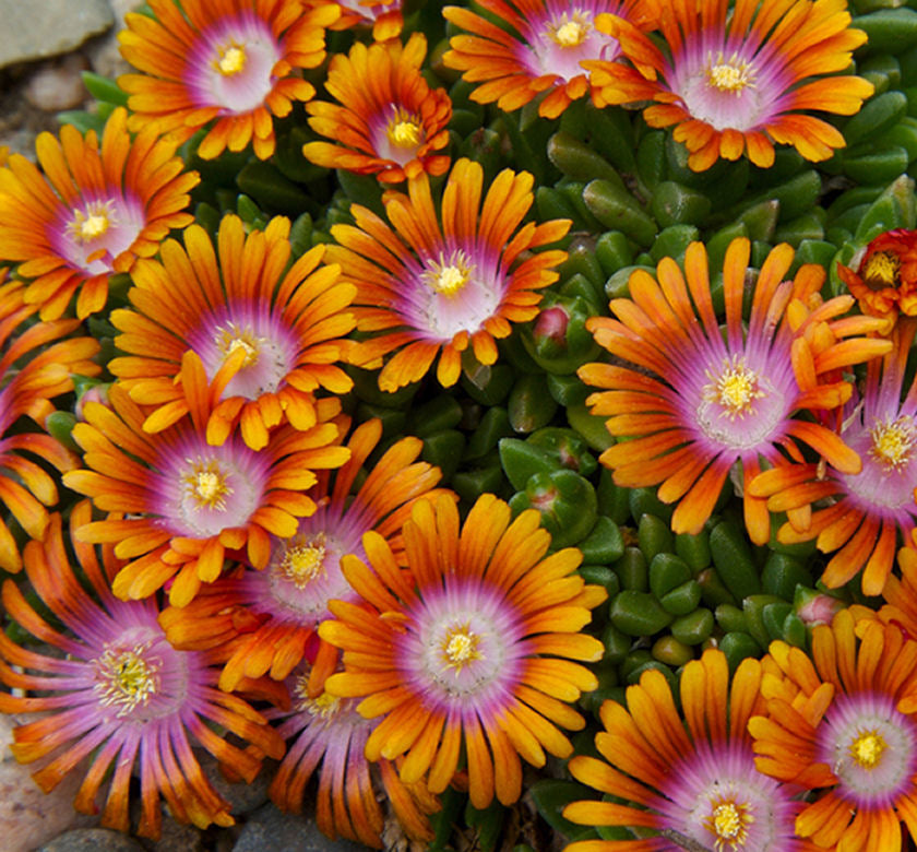 Delosperma 'Fire Spinner' -Ship Only