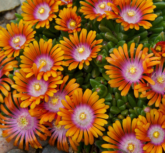 Delosperma 'Fire Spinner' -Ship Only