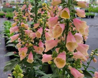 Digitalis 'Arctic Fox Rose' -Ship Only