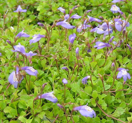 Mazus reptans -Ship Only