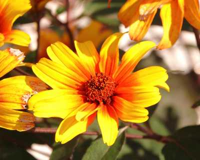 Heliopsis 'Burning Hearts' -Ship Only