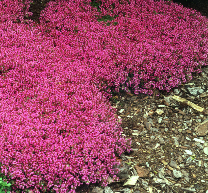 Thymus s. 'Coccineus' -Ship Only