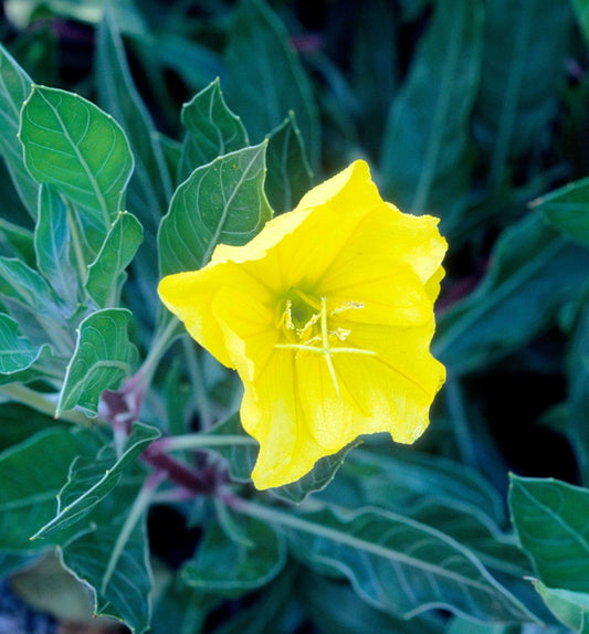 Oenothera missouriensis (O. macrocarpa) -Ship Only
