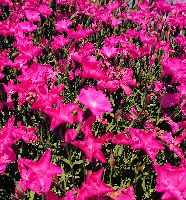 Dianthus Kahori® Pink -Ship Only