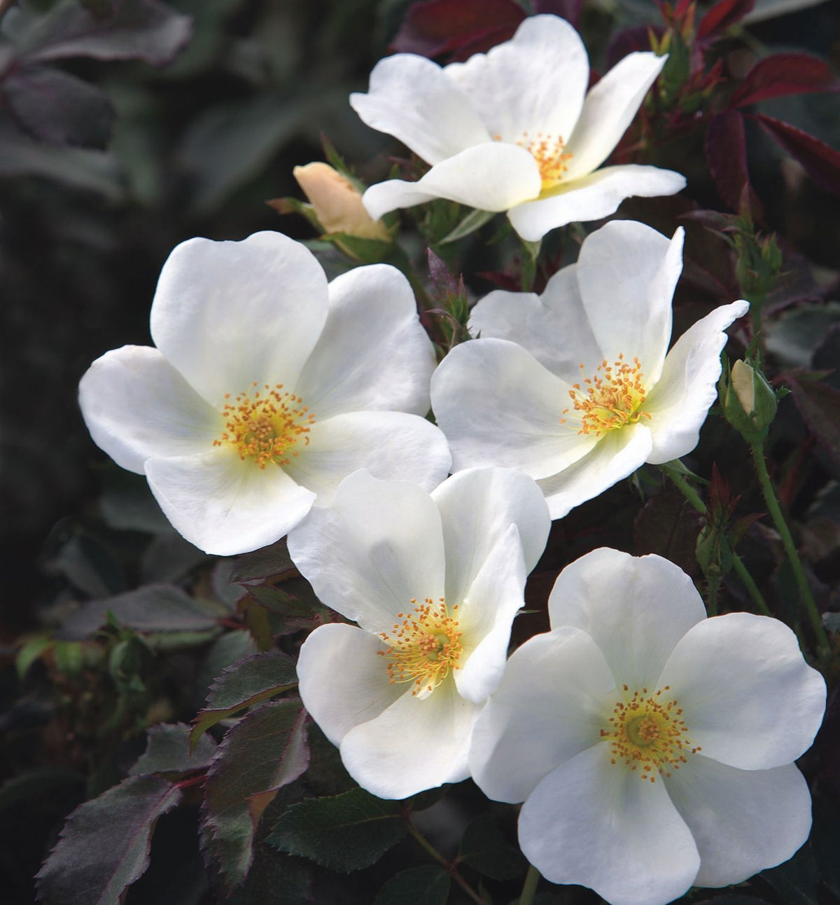 Rosa KO White Knock Out® -Ship Only