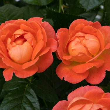 Rosa KO Orange Glow Knock Out® -Ship Only
