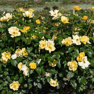Rosa KO Easy Bee-zy Knock Out® -Ship Only