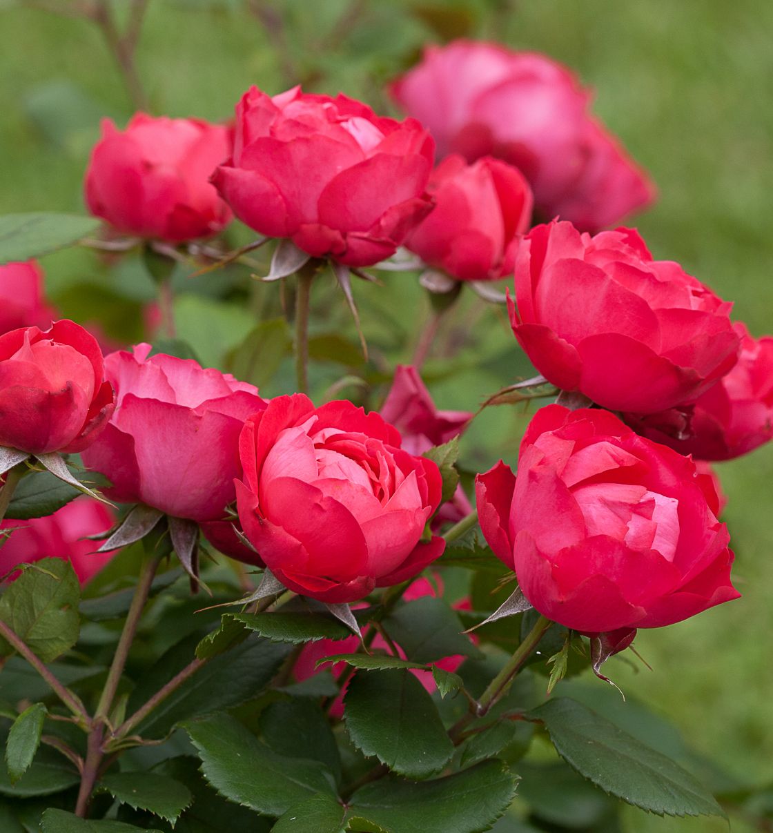Rosa SH Oso Easy® Double Red® -Ship Only