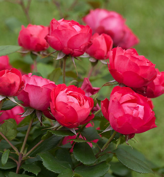 Rosa SH Oso Easy® Double Red® -Ship Only