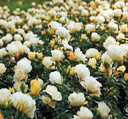Rosa DR Popcorn Drift® -Ship Only
