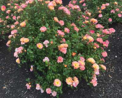 Rosa DR Coral Drift® -Ship Only