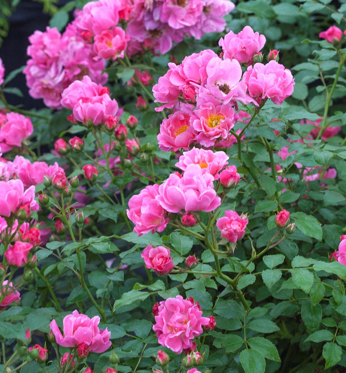 Rosa SH Oso Easy® Double Pink -Ship Only