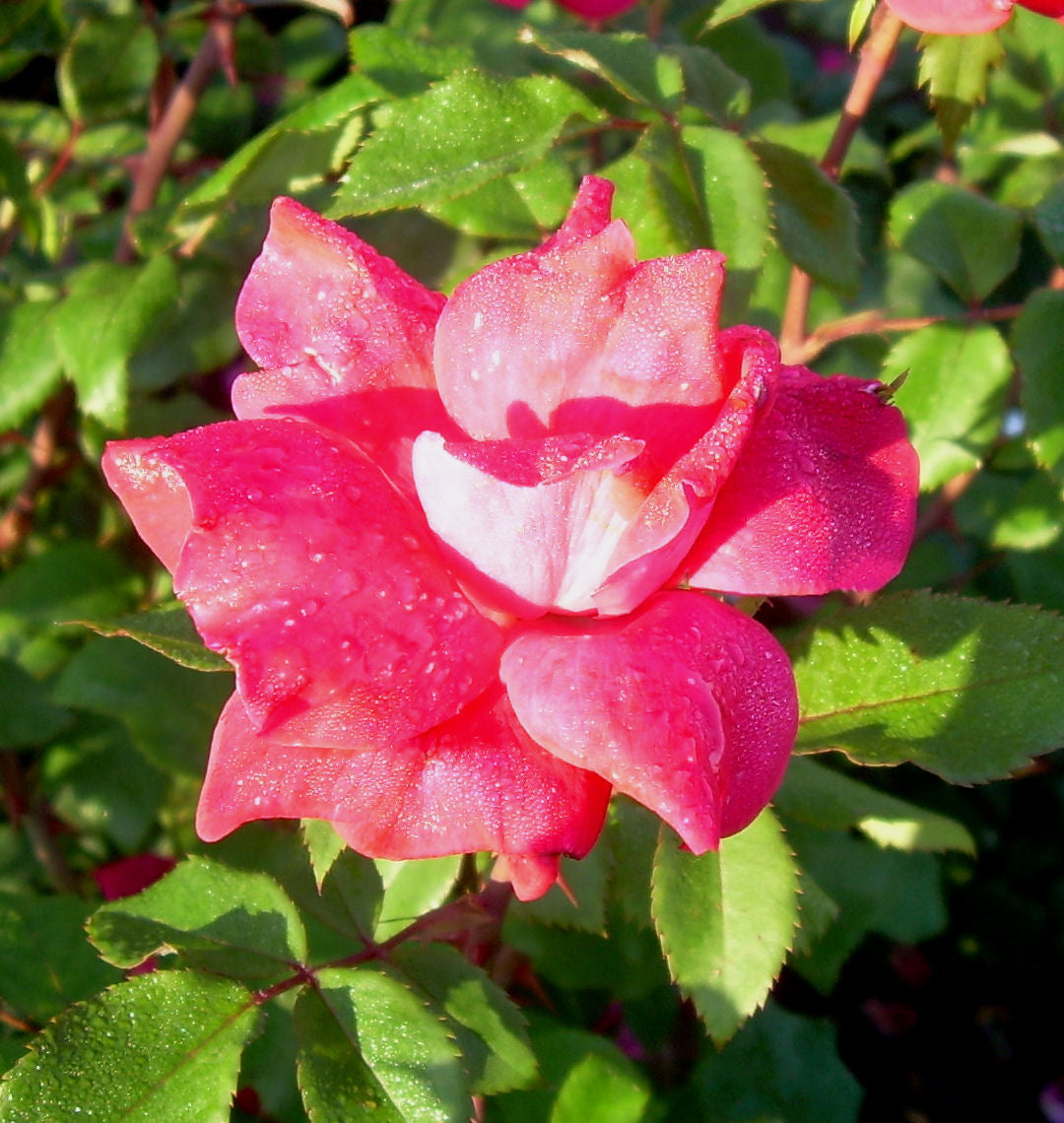 Rosa KO Knock Out® (Original Red) -Ship Only