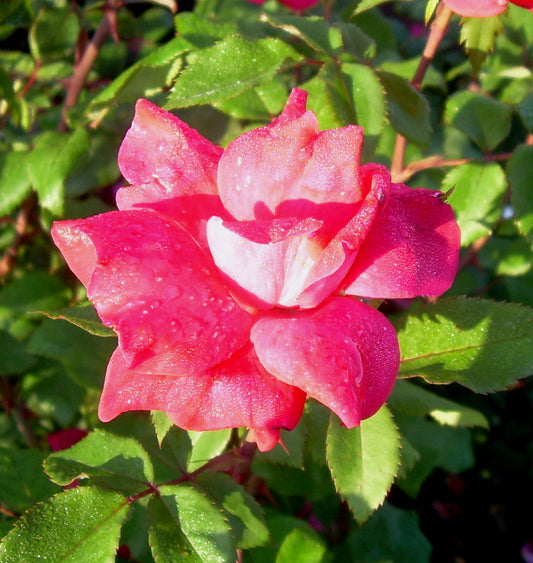 Rosa KO Knock Out® (Original Red) -Ship Only