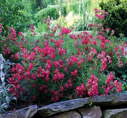 Rosa DR Red Drift® -Ship Only
