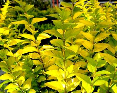 Ligustrum x Golden Ticket® -Ship Only