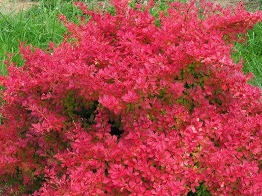 Berberis t. Sunjoy Neo® -Ship Only