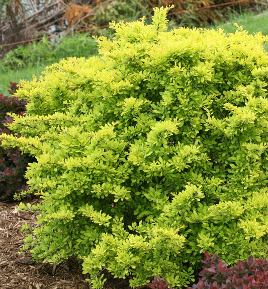 Berberis t. Sunjoy® Citrus -Ship Only