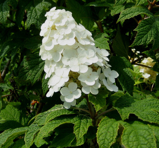 Hydrangea q. 'Snow Queen' -Ship Only