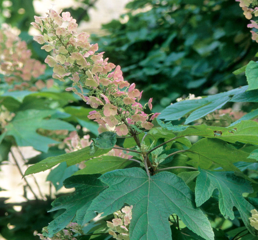 Hydrangea q. 'Alice' -Ship Only