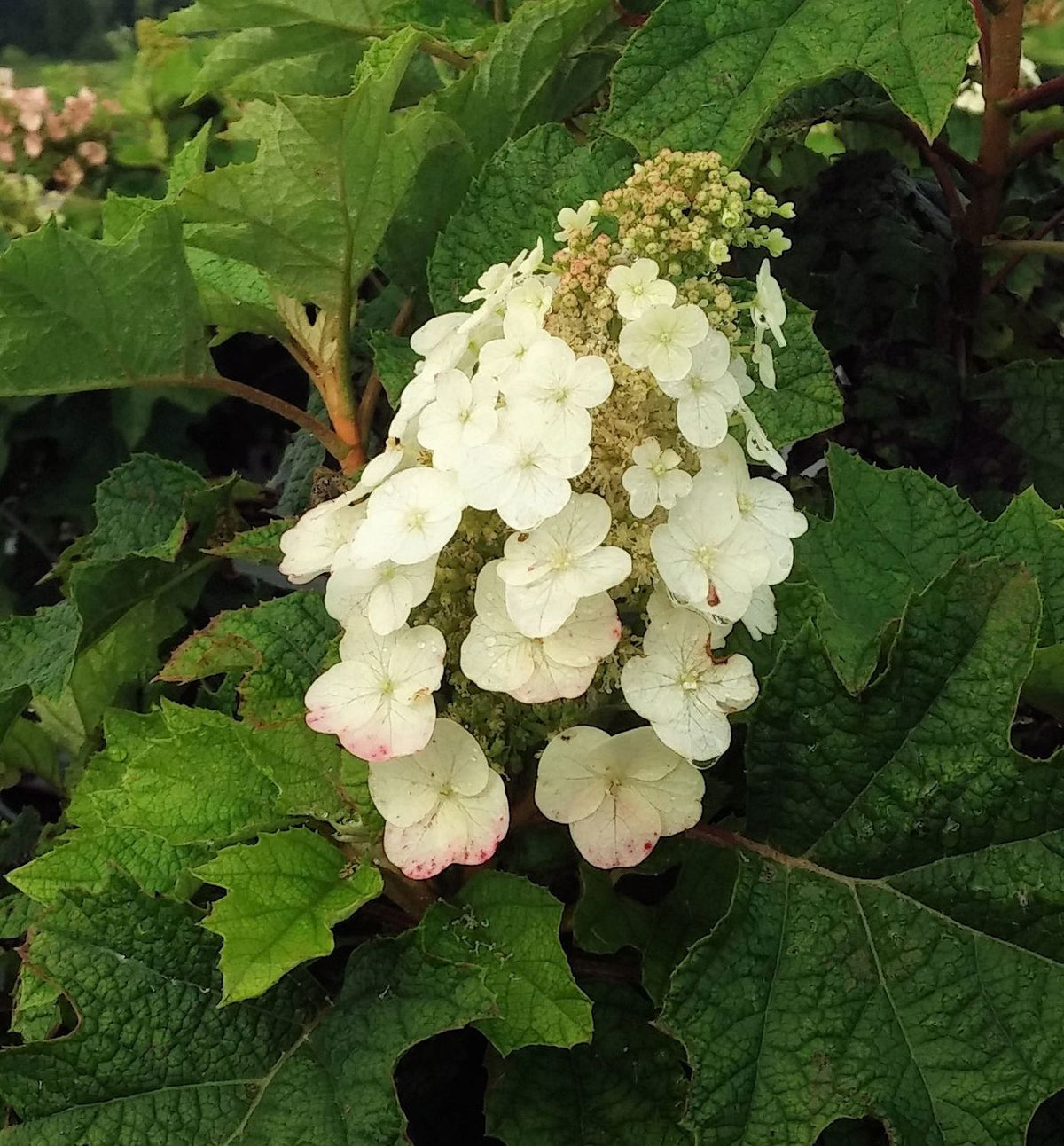 Hydrangea q. 'Pee Wee' -Ship Only