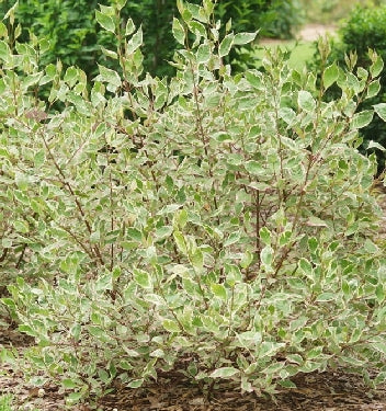 Cornus a. Sgt. Pepper™ -Ship Only