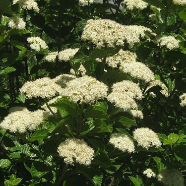 Viburnum d. 'Chicago Lustre' -Ship Only