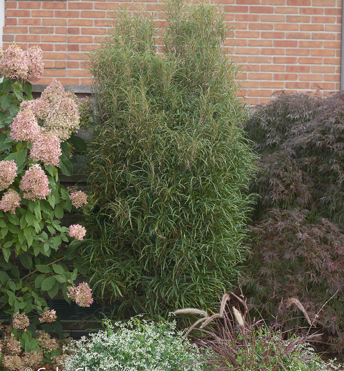 Rhamnus f. Fine Line® -Ship Only