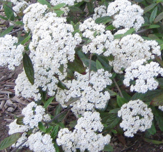 Viburnum x 'Pragense' -Ship Only