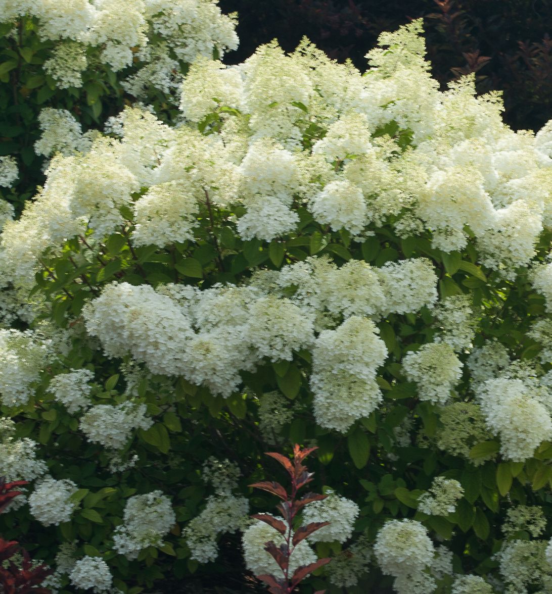 Hydrangea p. Bobo® -Ship Only