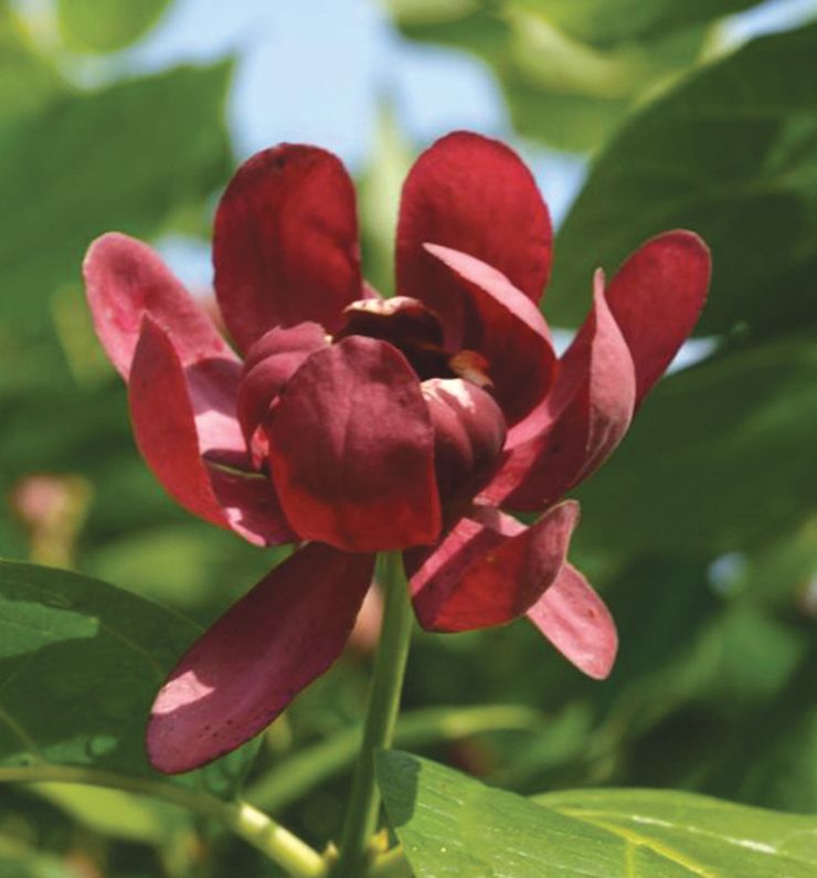 Calycanthus 'Aphrodite' -Ship Only