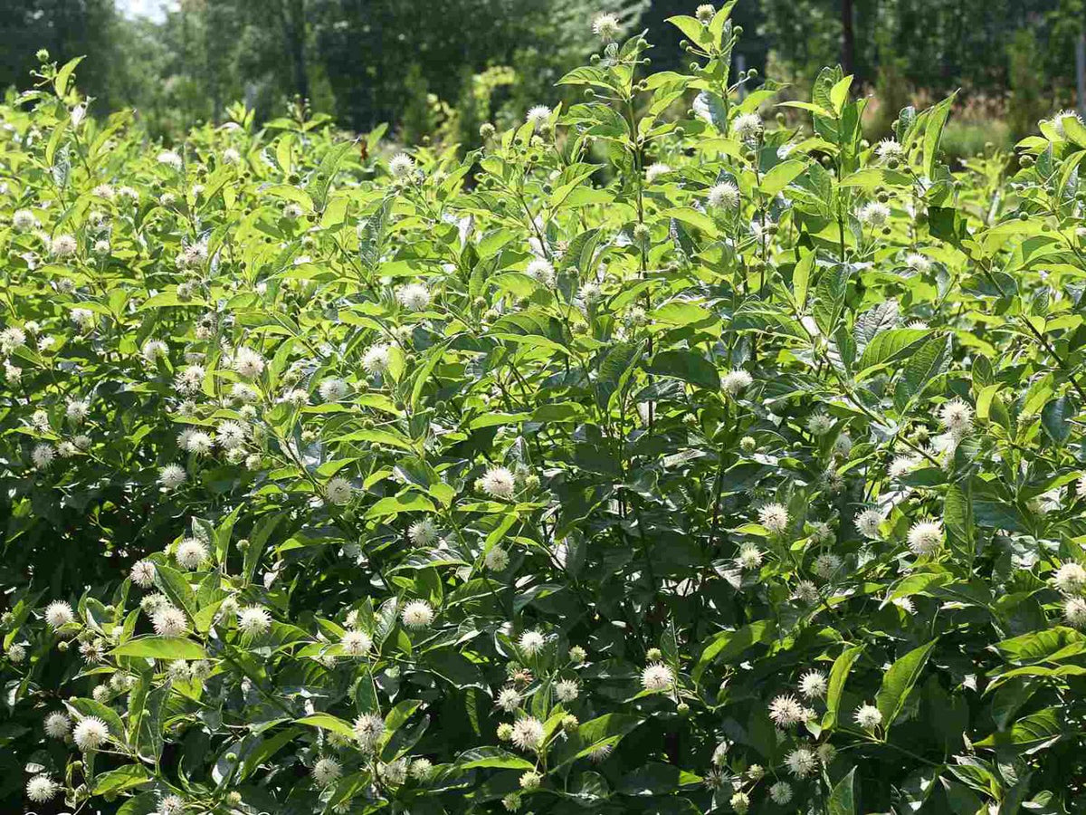 Cephalanthus o. Sugar Shack® 2.0 -Ship Only