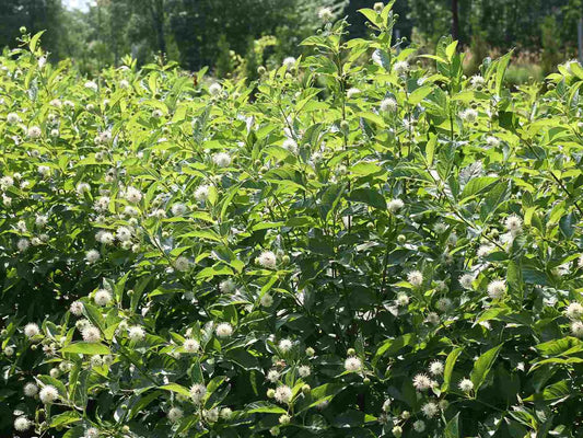 Cephalanthus o. Sugar Shack® 2.0 -Ship Only