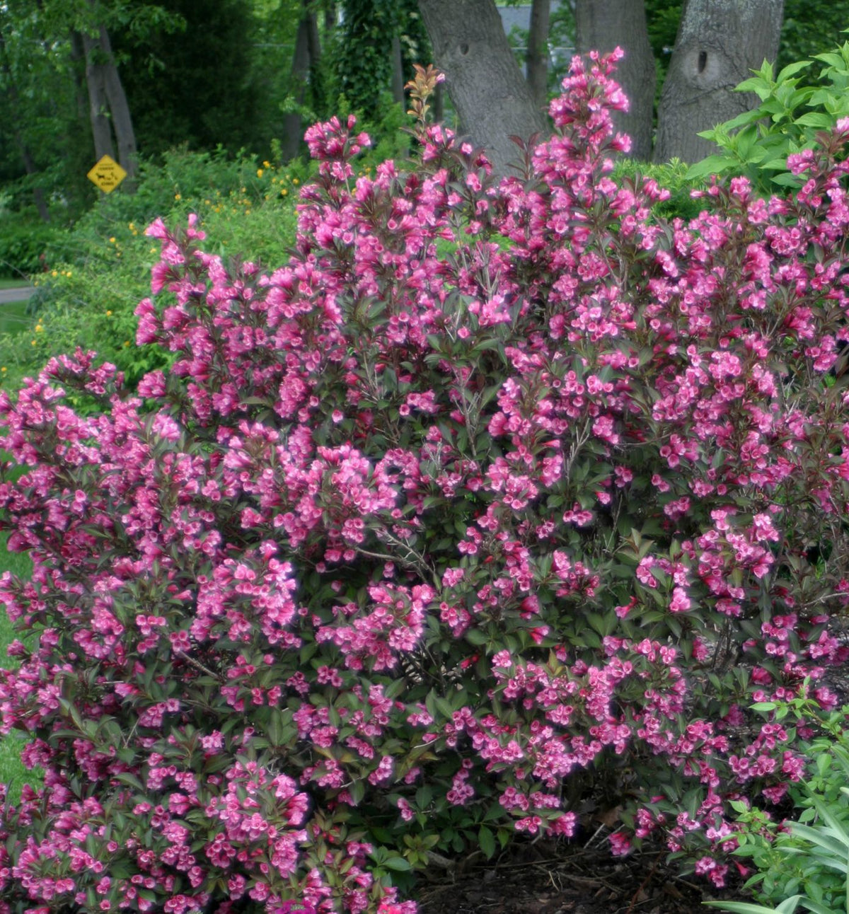 Weigela f. Wine & Roses® -Ship Only