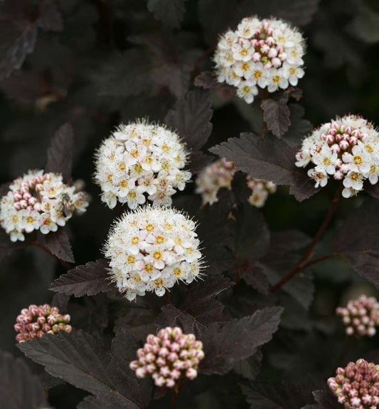 Physocarpus o. Diabolo® -Ship Only