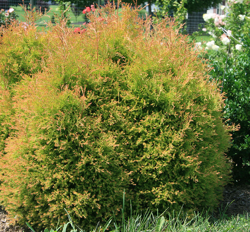 Thuja o. Fire Chief™ -Ship Only