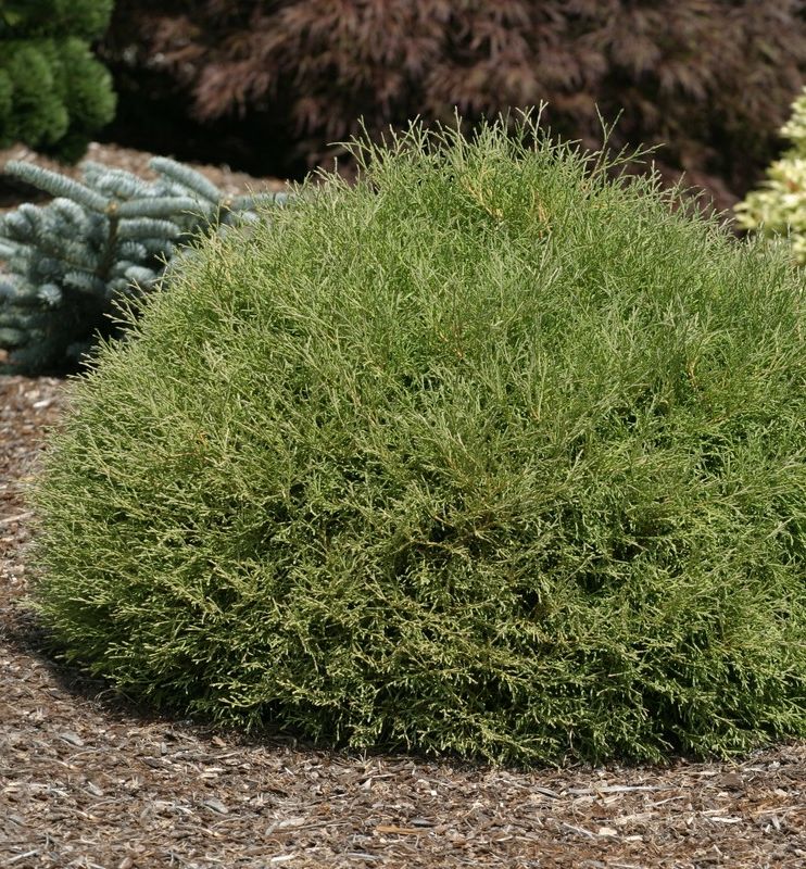Thuja o. Mr. Bowling Ball® -Ship Only