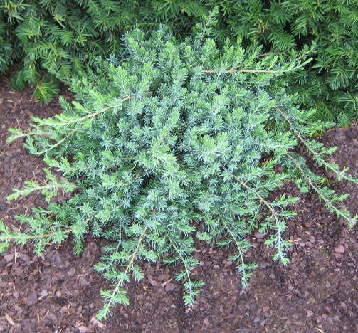Juniperus c. 'Blue Pacific' -Ship Only